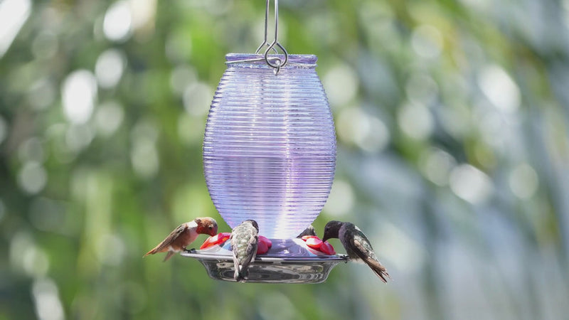 Load and play video in Gallery viewer, Twilight Dreams Antique Hummingbird Gravity Feeder
