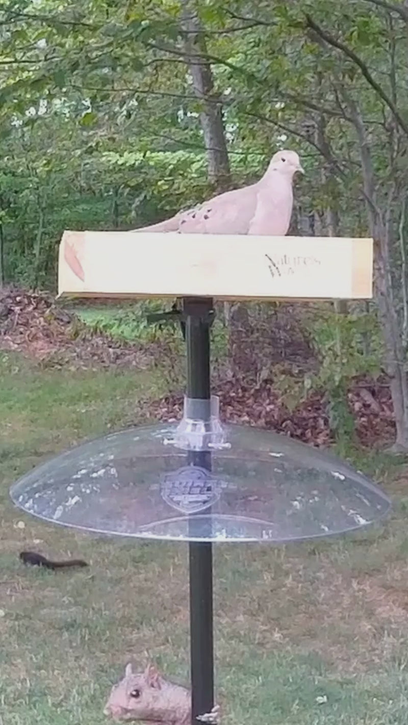 Load and play video in Gallery viewer, Squirrel Shield Dual-Mount Transparent 16" Squirrel Baffle
