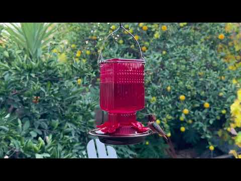 Load and play video in Gallery viewer, Red Dahlia Antique Glass Gravity Hummingbird Feeder
