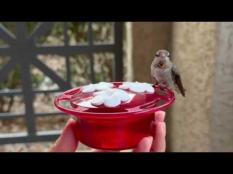 Load and play video in Gallery viewer, 3-Pack Petite Plastic Window and Handheld Hummingbird Feeder
