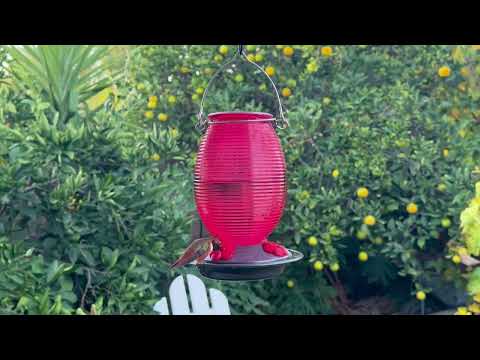 Load and play video in Gallery viewer, Ruby Dreams Antique Hummingbird Gravity Feeder
