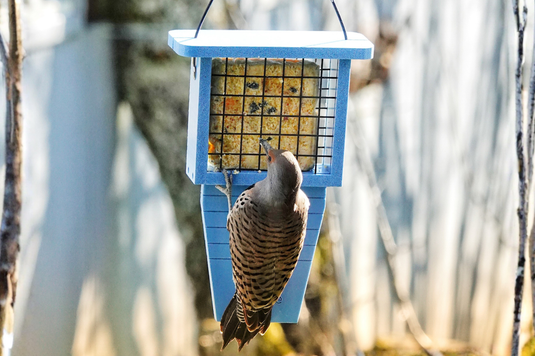 The best bird feeders for woodpeckers