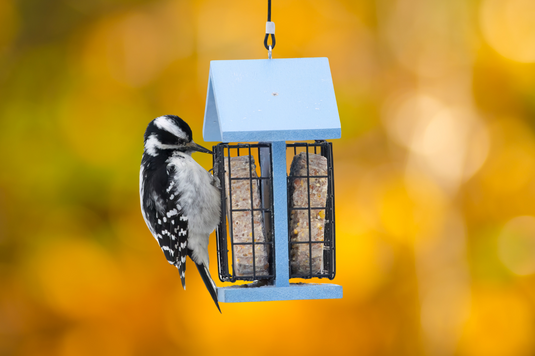 Fall migration is happening now!