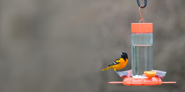 Attract the extraordinary Oriole
