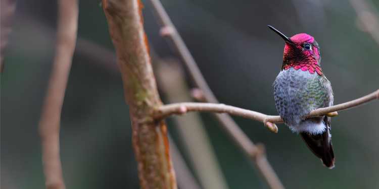 Your new go-to for all things hummingbird