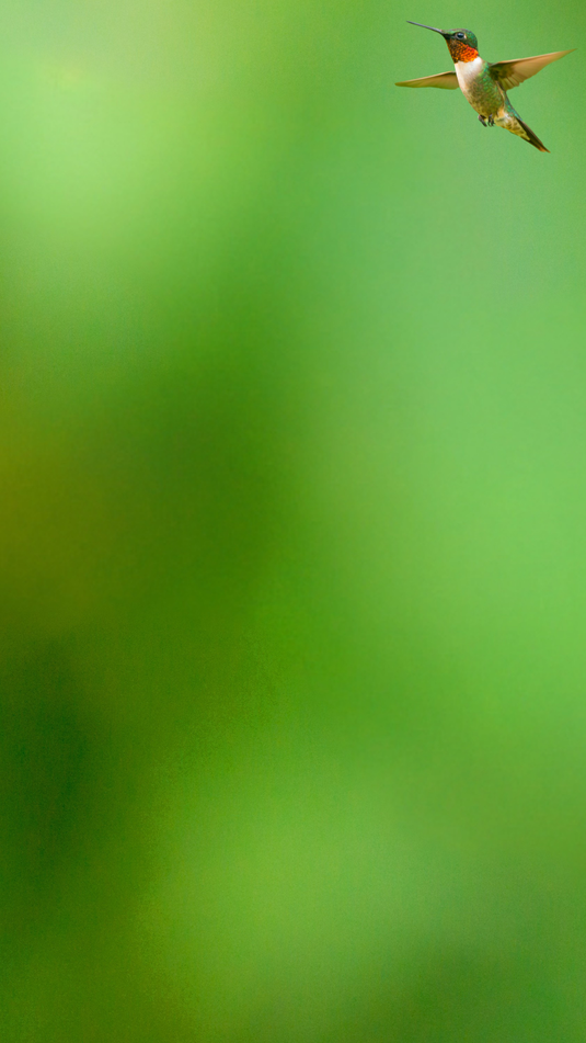 Try free hummingbird nectar