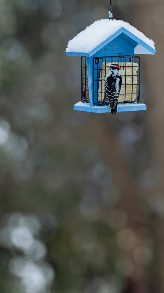 30% off for National Bird Feeding Month