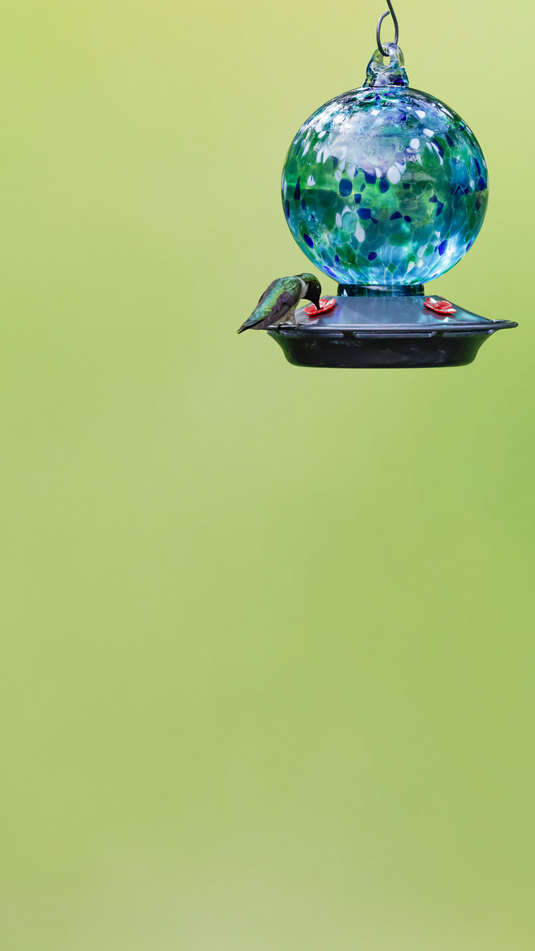 Get ready for hummingbird season