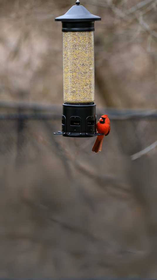 Defend your bird seed