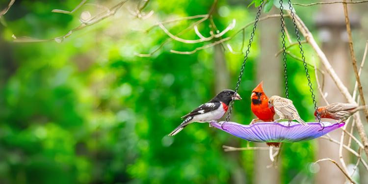 What's that bird?