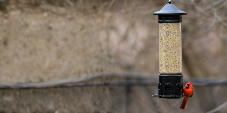 Defend your bird seed