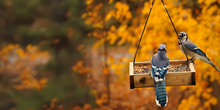 Fall migration sale!