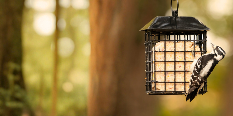It's suet season