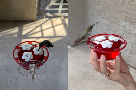 View hummingbirds closer than ever