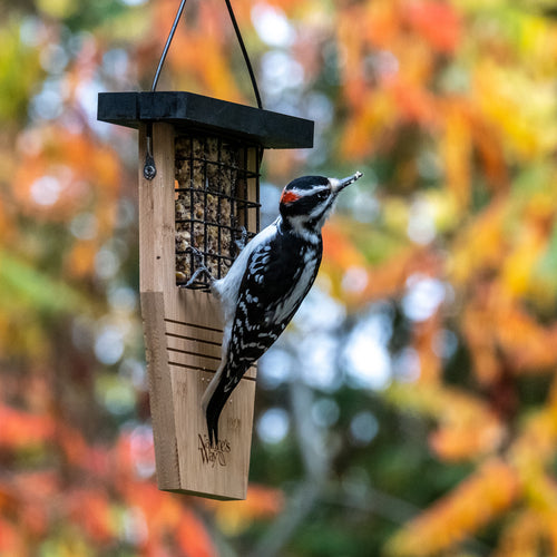 Tail-prop Suet Feeder