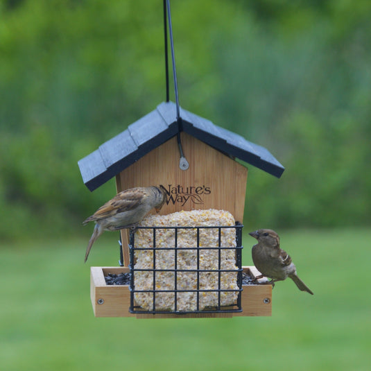 Multiple birds feeding from Multiple birds feeding from Nature's Way 3 QT bamboo Hopper bird Feeder with two Suet Cages