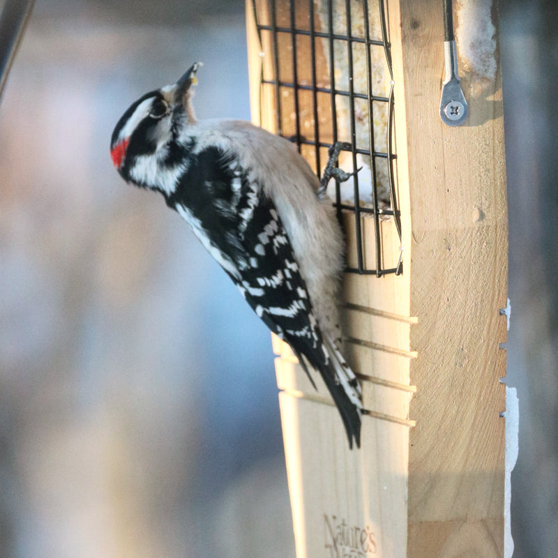 Load image into Gallery viewer, Downy woodpecker visiting the Nature&#39;s Way Tail-prop cedar Suet bird Feeder
