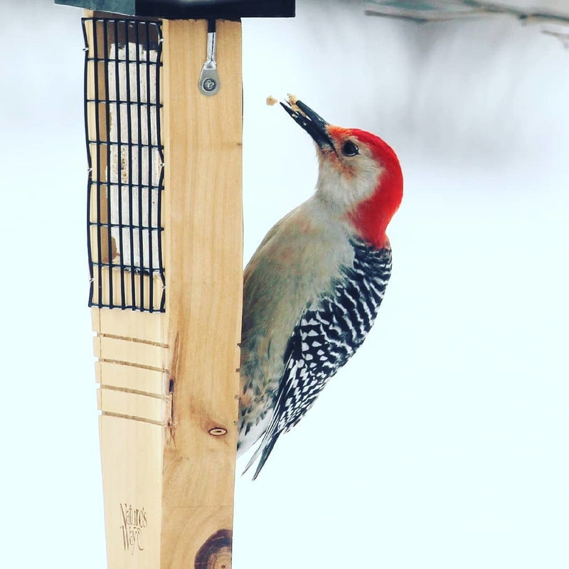 Load image into Gallery viewer, red bellied woodpecker feeding from Nature&#39;s Way tail prop suet feeder
