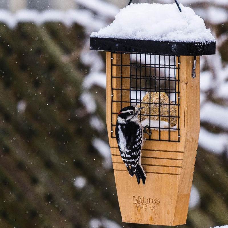 Load image into Gallery viewer, woodpecker visiting the Nature&#39;s Way Tail-prop cedar Suet bird Feeder
