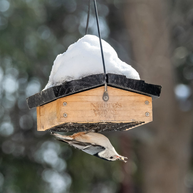 Load image into Gallery viewer, nuthatch feeding from nature&#39;s way upside down suet feeder
