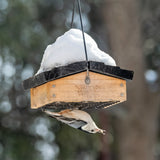 nuthatch feeding from nature's way upside down suet feeder