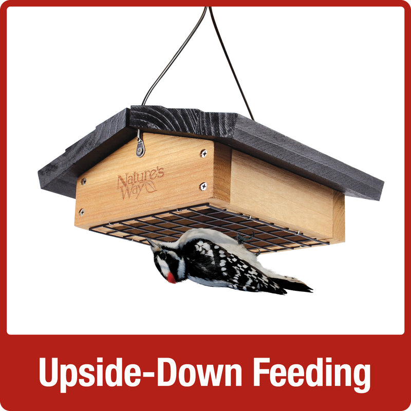 Load image into Gallery viewer, Bird feeding upside-down on Nature&#39;s Way Upside-down cedar Suet bird Feeder
