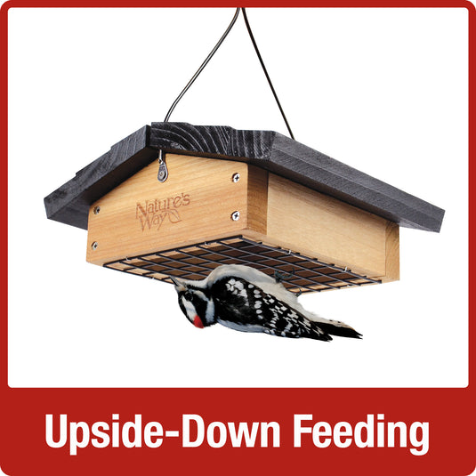Bird feeding upside-down on Nature's Way Upside-down cedar Suet bird Feeder
