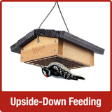 Bird feeding upside-down on Nature's Way Upside-down cedar Suet bird Feeder
