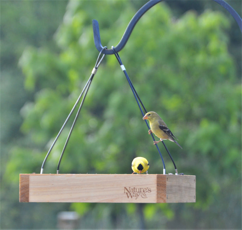 Load image into Gallery viewer, Finches visting the Nature&#39;s Way cedar Hanging Platform bird Feeder
