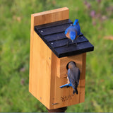 two bluebirds using the Nature's Way Bluebird Box House