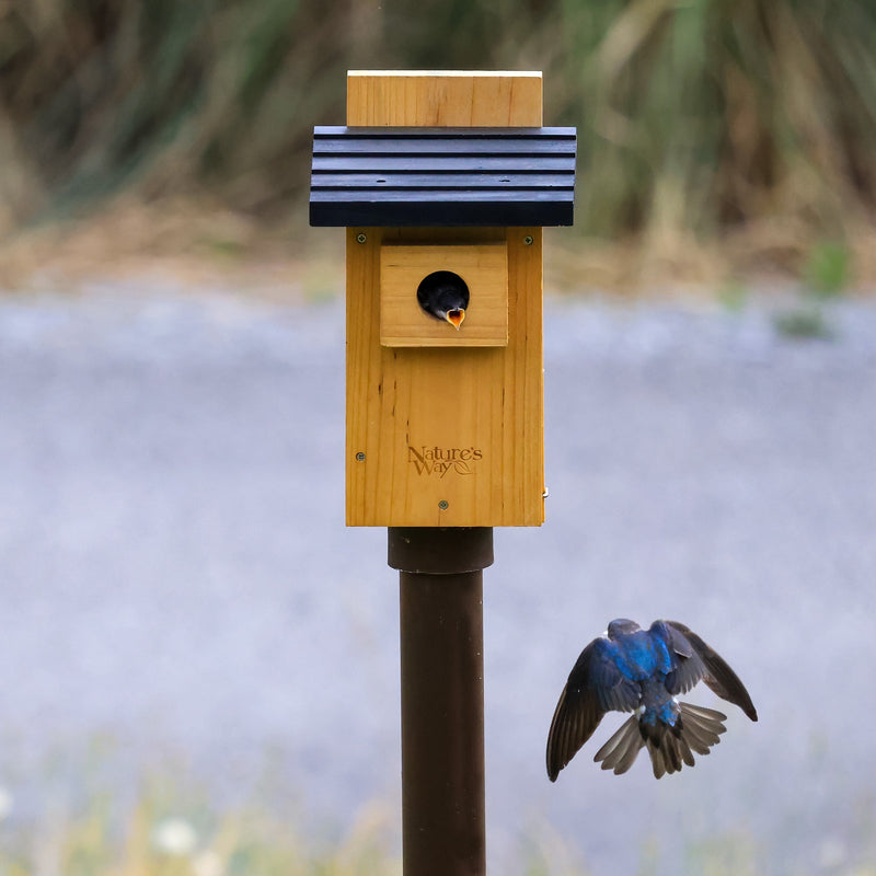 Load image into Gallery viewer, tree swallow hatchling inside nature&#39;s way bluebird box house with viewing window
