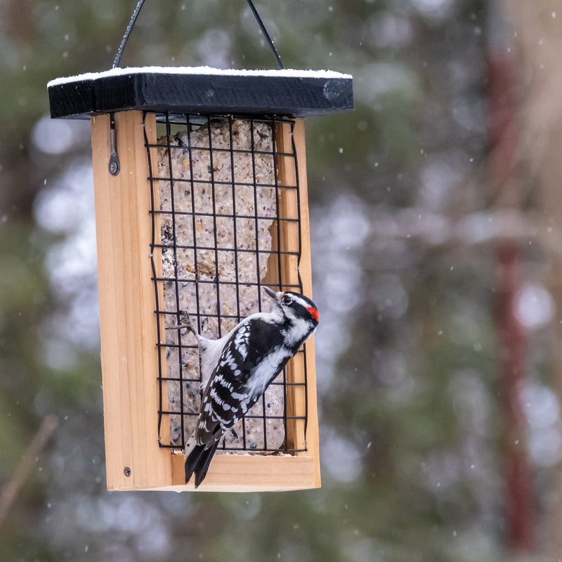 Load image into Gallery viewer, Double Suet Tail Prop Feeder (Model# CWF31)
