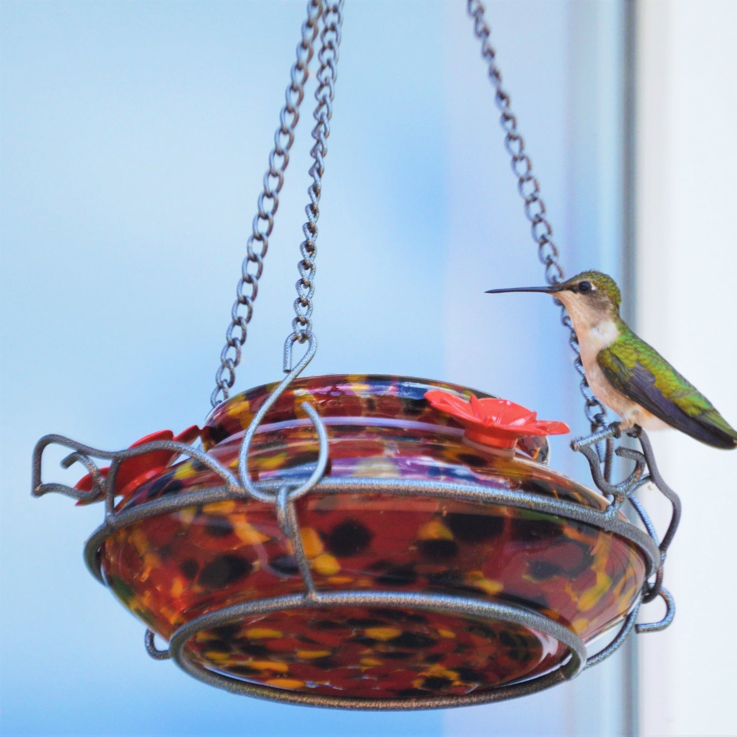 Nectar Feeders – Nature's Way Bird Products