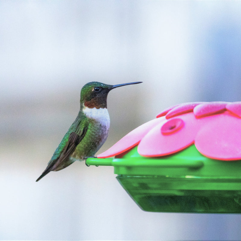 Load image into Gallery viewer, hummingbird feeding from So Real Mini 3D Hummingbird Feeder
