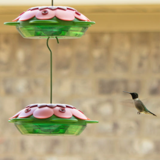 two m3d1 hummingbird feeders hanging connected with hummingbird