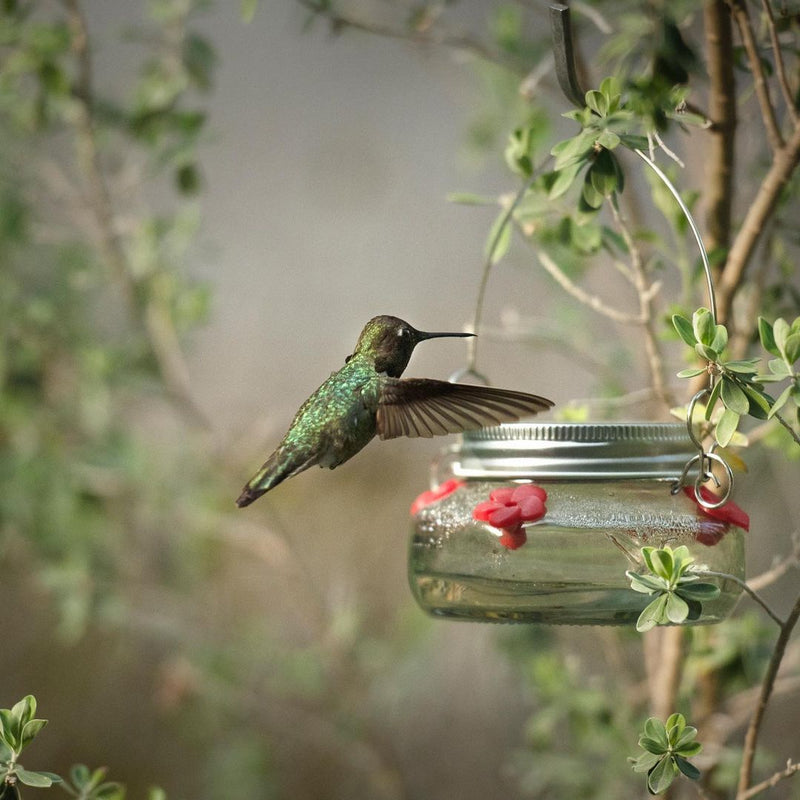 Load image into Gallery viewer, hummingbird feeding from Nature&#39;s Way Mason Jar Hummingbird Feeder
