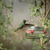 hummingbird feeding from Nature's Way Mason Jar Hummingbird Feeder