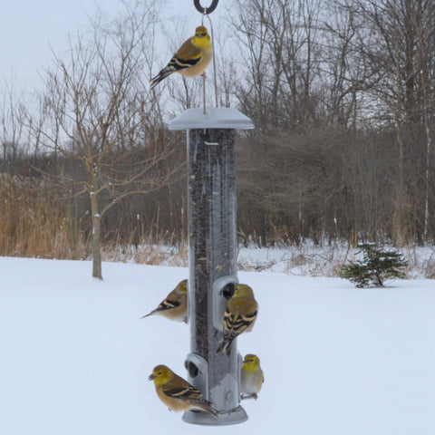 5 yellow birds feeding from the Deluxe Easy Clean Tube Feeder in winter