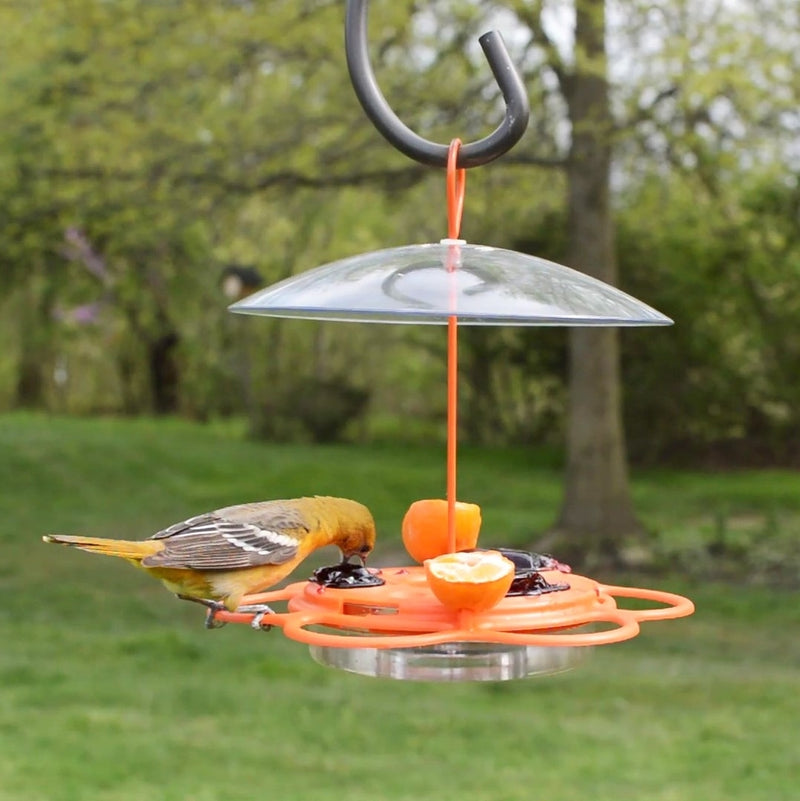 Load image into Gallery viewer, yellow oriole feeding from the Nature&#39;s Way All-In-One Oriole Buffet
