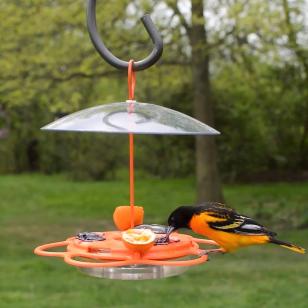 oriole feeding from jelly on the Nature's Way All-In-One Oriole Buffet
