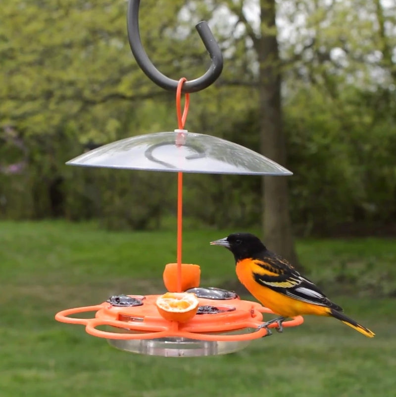 Load image into Gallery viewer, oriole perching on the Nature&#39;s Way All-In-One Oriole Buffet
