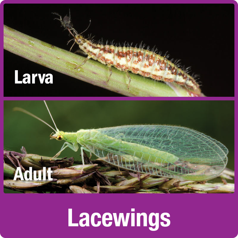 Load image into Gallery viewer, lacewing larva and adult
