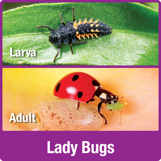 lady bug larva and adult