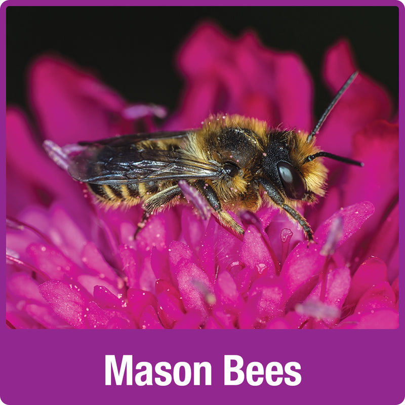 Load image into Gallery viewer, mason bee
