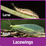 lacewing larva and adult
