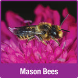 mason bee
