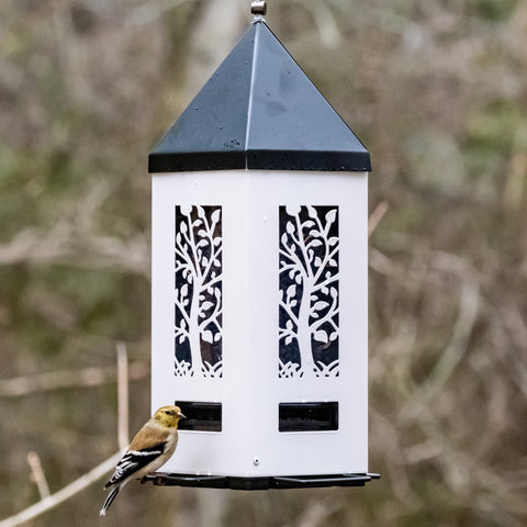 goldfinch feeding from Squirrel Shield Lantern Feeder