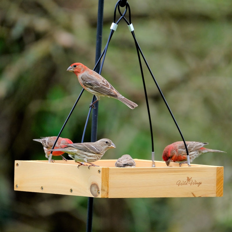 Load image into Gallery viewer, house finches feeding from Nature&#39;s Way Wild Wings Hanging Platform cedar bird Feeder
