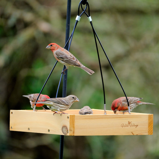 house finches feeding from Nature's Way Wild Wings Hanging Platform cedar bird Feeder