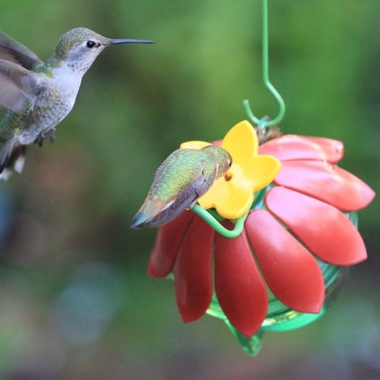 hummingbird feeding from the Wild Wings So Real Single Flower Hummingbird Feeder 2-Pack - Red/Yellow